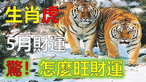 2023屬虎每月運勢|2023年12生肖運勢大全——生肖虎